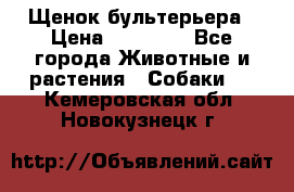 Щенок бультерьера › Цена ­ 35 000 - Все города Животные и растения » Собаки   . Кемеровская обл.,Новокузнецк г.